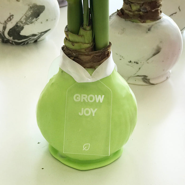 Mint Waxed Amaryllis Bulb with Sovereign Bloom