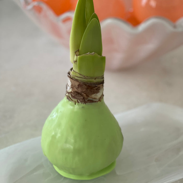 Mint Waxed Amaryllis Bulb with Sovereign Bloom