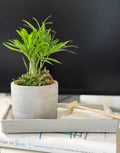 Modern Zen Tropical Desktop Garden ‎with mini indoor plant