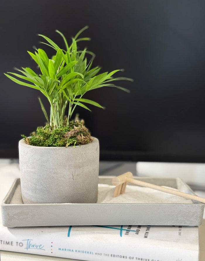 Modern Zen Tropical Desktop Garden ‎with mini indoor plant