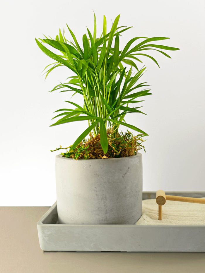 Modern Zen Tropical Desktop Garden ‎with mini indoor plant