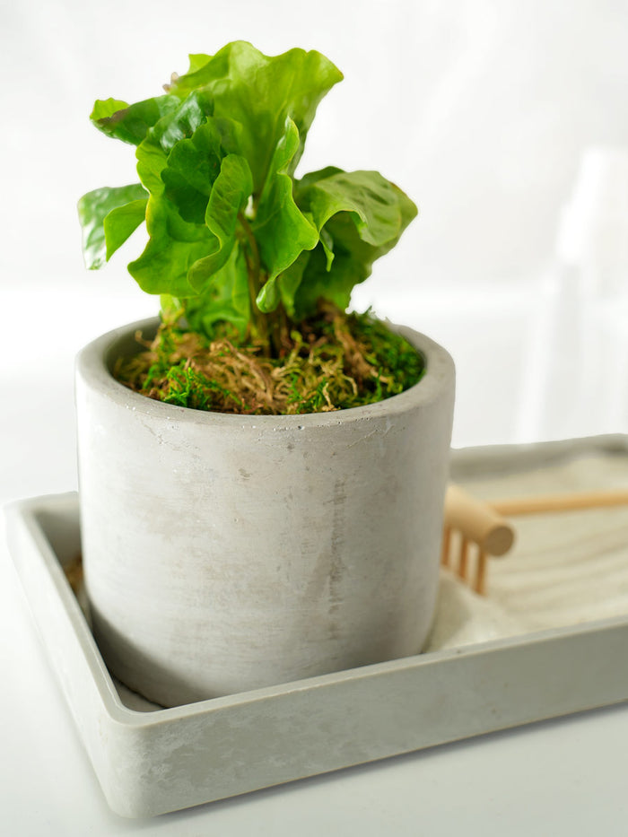 Modern Zen Tropical Desktop Garden ‎with mini indoor plant