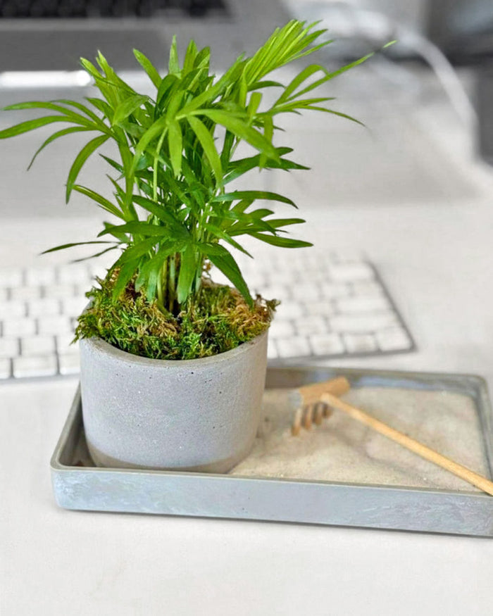 Modern Zen Tropical Desktop Garden ‎with mini indoor plant
