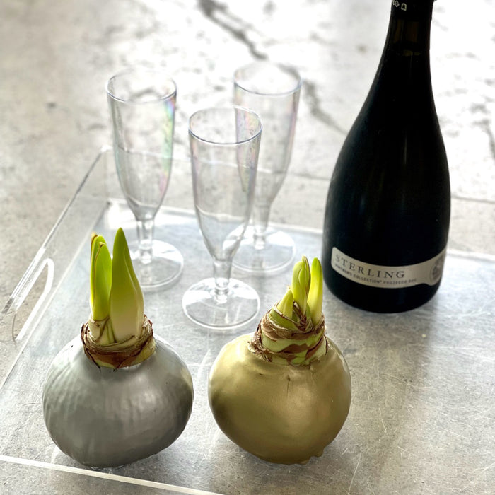 New Year's Bundle - Gold & Silver Waxed Amaryllis Bulb Duo - Sold Out
