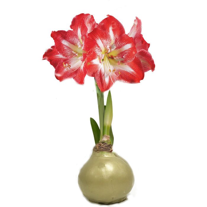 New Year's Bundle - Gold & Silver Waxed Amaryllis Bulb Duo - Sold Out