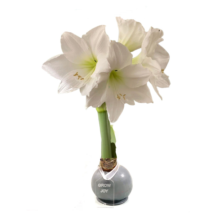 New Year's Bundle - Gold & Silver Waxed Amaryllis Bulb Duo - Sold Out