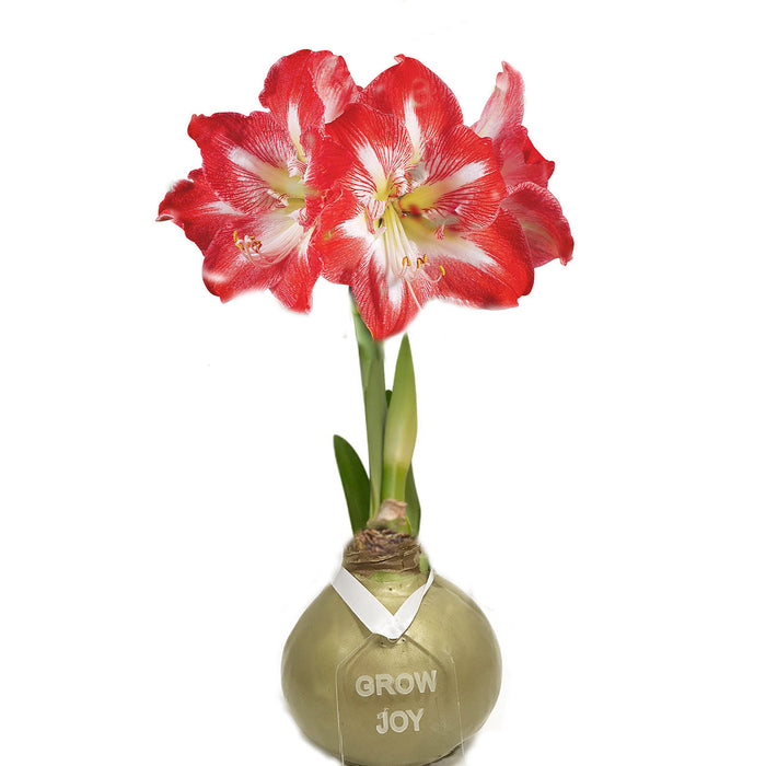 New Year's Bundle - Gold & Silver Waxed Amaryllis Bulb Duo - Sold Out