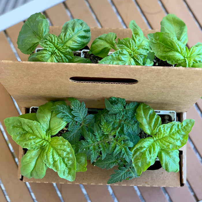 Next Season Garden Refresh Kit‎ with seasonal plants