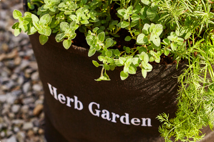 Outdoor Garden Kit with leafy greens & herb plants