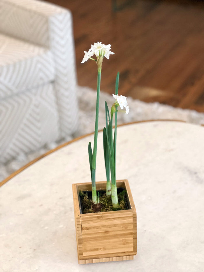 Paperwhite Desktop Garden