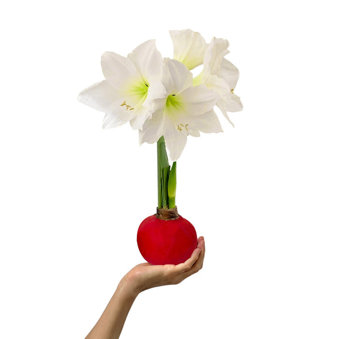 Patriotic Waxed Amaryllis Bulb‎ with white blooms