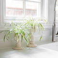 Perfect Pedestal Planter