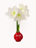 Personalized Holiday Red Waxed Amaryllis Bulb‎ with bright white blooms