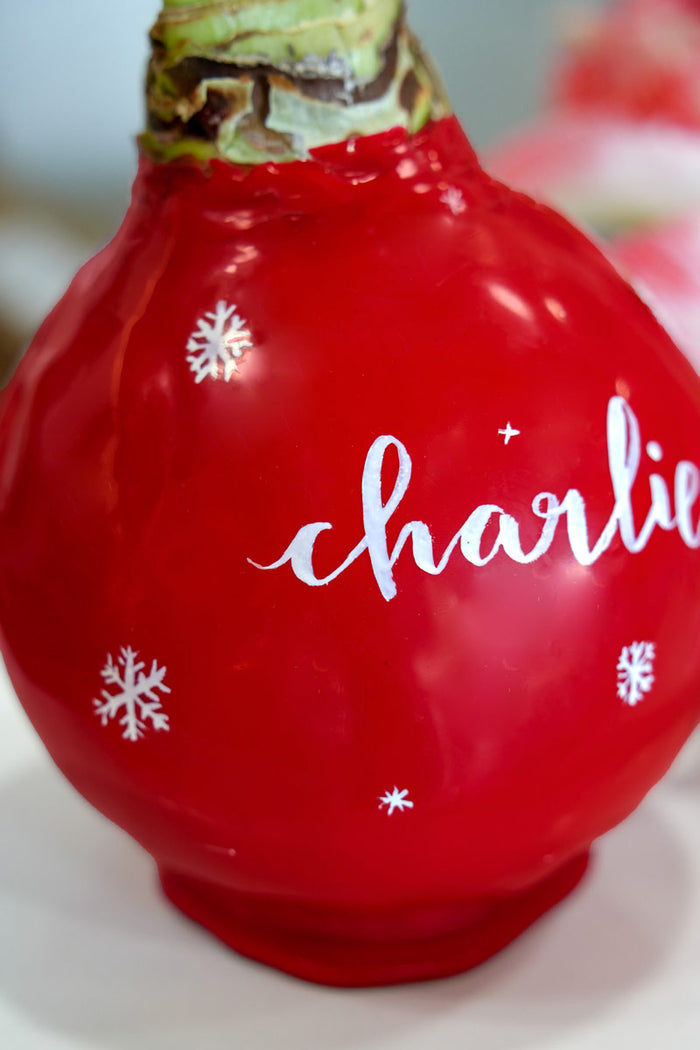 Personalized Holiday Red Waxed Amaryllis Bulb‎ with bright white blooms