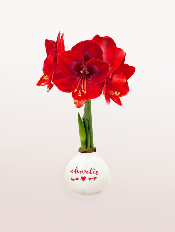 Personalized Valentine Waxed Amaryllis Bulb‎ with bold red blooms