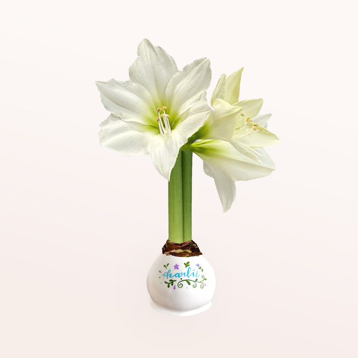 Personalized White Waxed Amaryllis Bulb‎ with bright white blooms