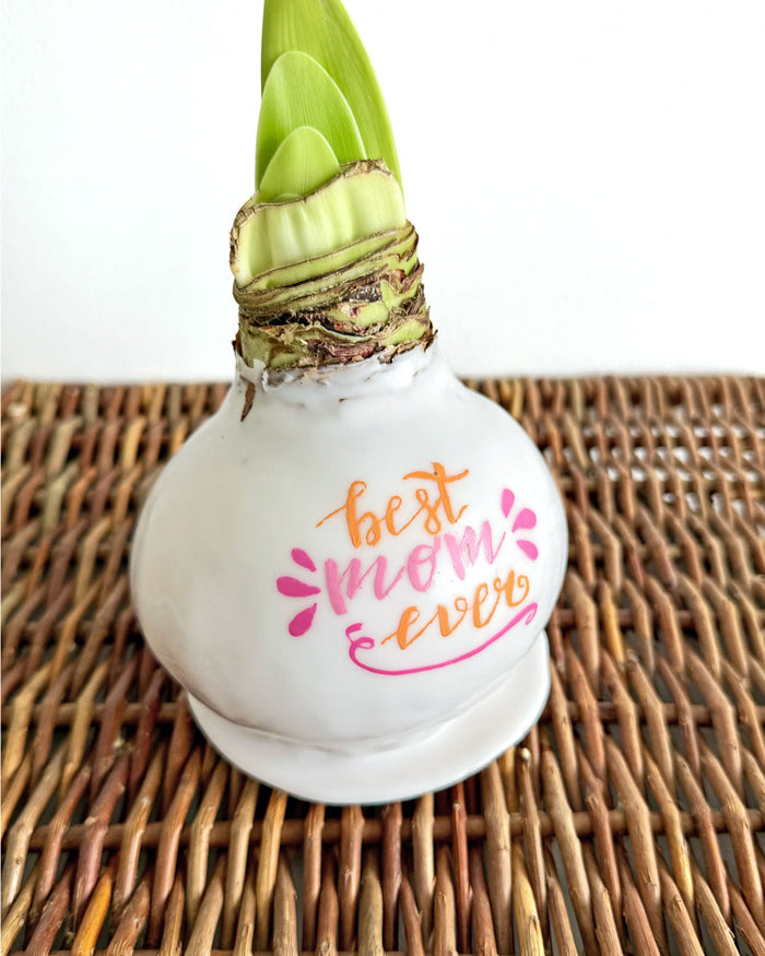 Personalized White Waxed Amaryllis Bulb‎ with bright white blooms