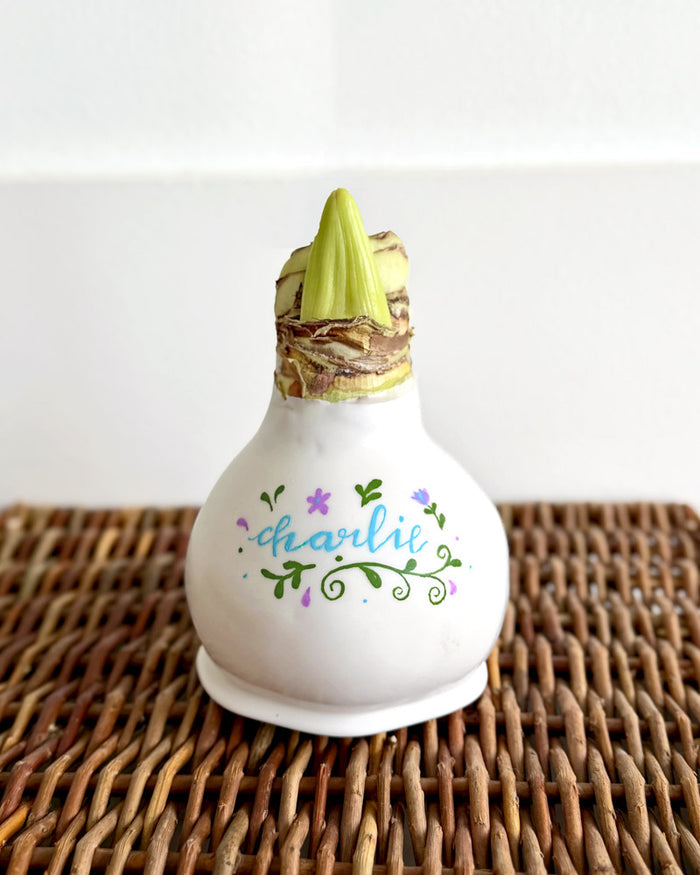 Personalized White Waxed Amaryllis Bulb‎ with bright white blooms