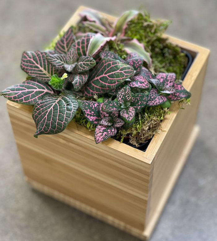 Pink Tropical Desktop Garden
