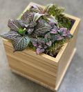 Pink Tropical Desktop Garden