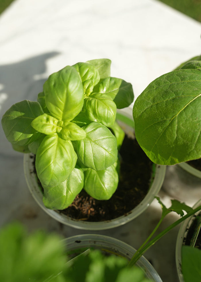 Pizza Garden Plant Collection