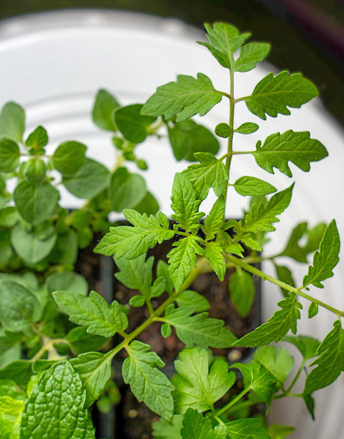 Pizza Garden Plant Collection