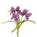 Purple Iris Bundle