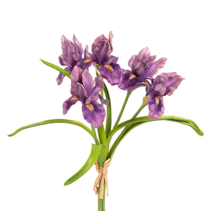 Purple Iris Bundle