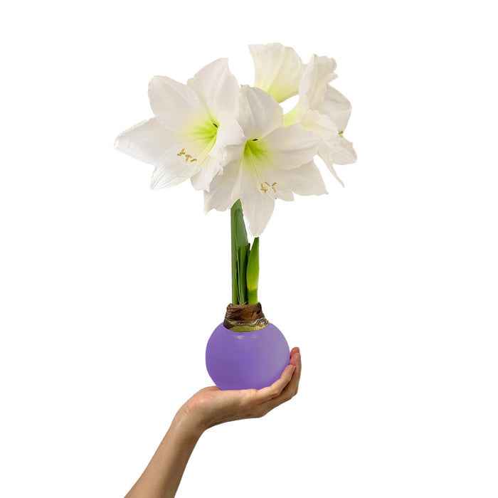 Purple Waxed Amaryllis Bulb‎ with white blooms