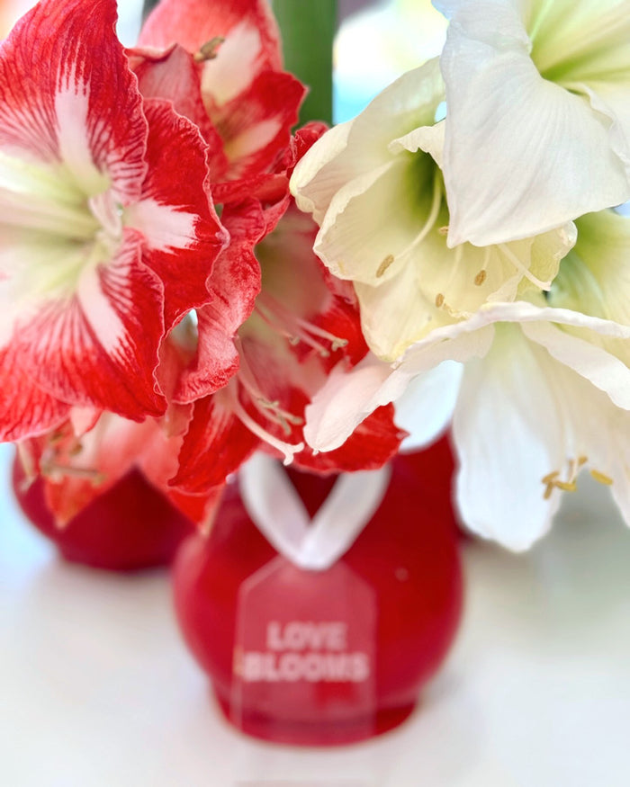 Red Waxed Amaryllis Bulb‎ with minerva blooms