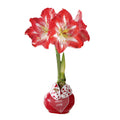 Red Waxed Amaryllis Bulb with Peppermint Bloom Sold Out