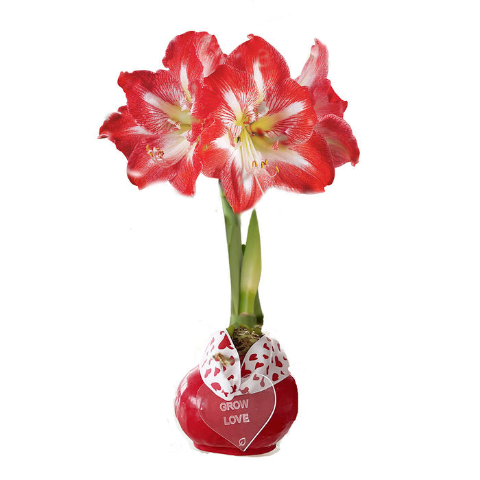 Red Waxed Amaryllis Bulb with Peppermint Bloom Sold Out