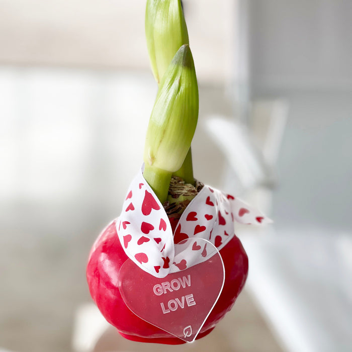 Red Waxed Amaryllis Bulb with Peppermint Bloom Sold Out