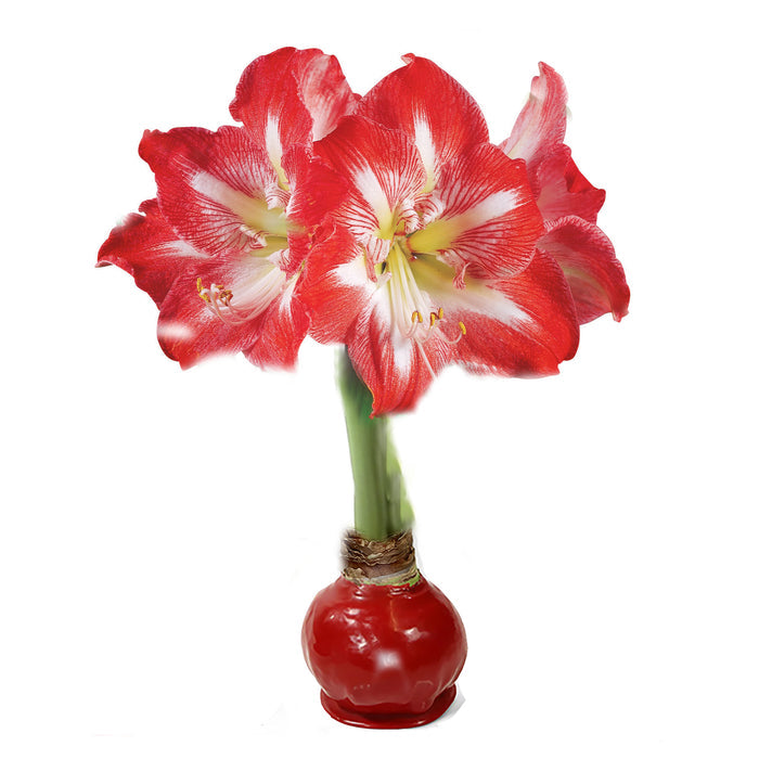 Red Waxed Amaryllis Bulb with Peppermint Bloom Sold Out