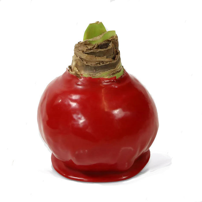 Red Waxed Amaryllis Bulb with Peppermint Bloom Sold Out