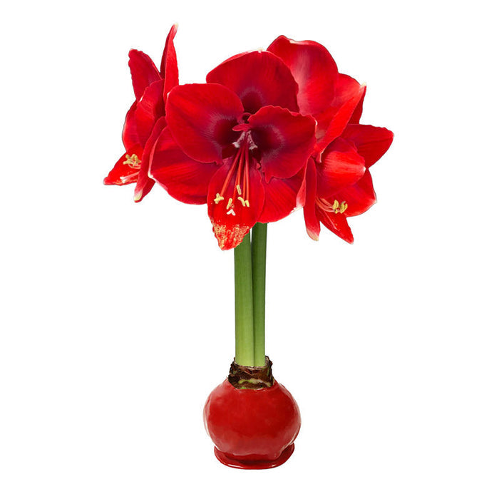 Red Waxed Amaryllis Bulb‎ with red blooms