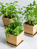 Rice Hull Planter Pot Trio