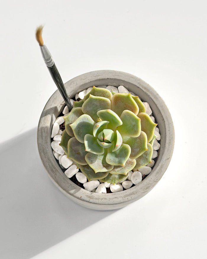 Rose Succulent Desktop Plant