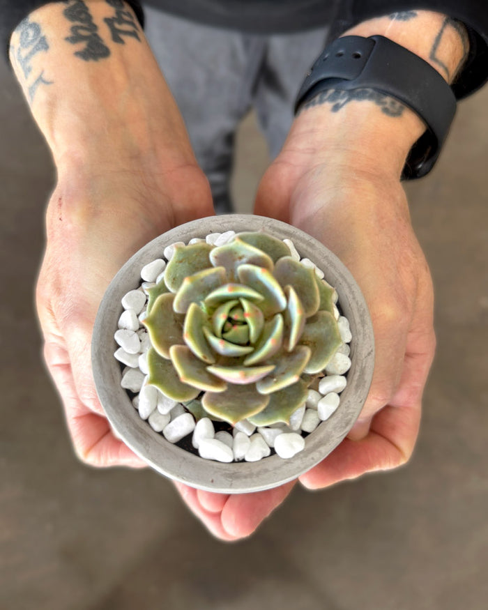 Rose Succulent Desktop Plant