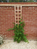 Rough Sawn Timber Trellis – Strong, Stylish & Built to Last 6" Gaps-Eclipse Fencing