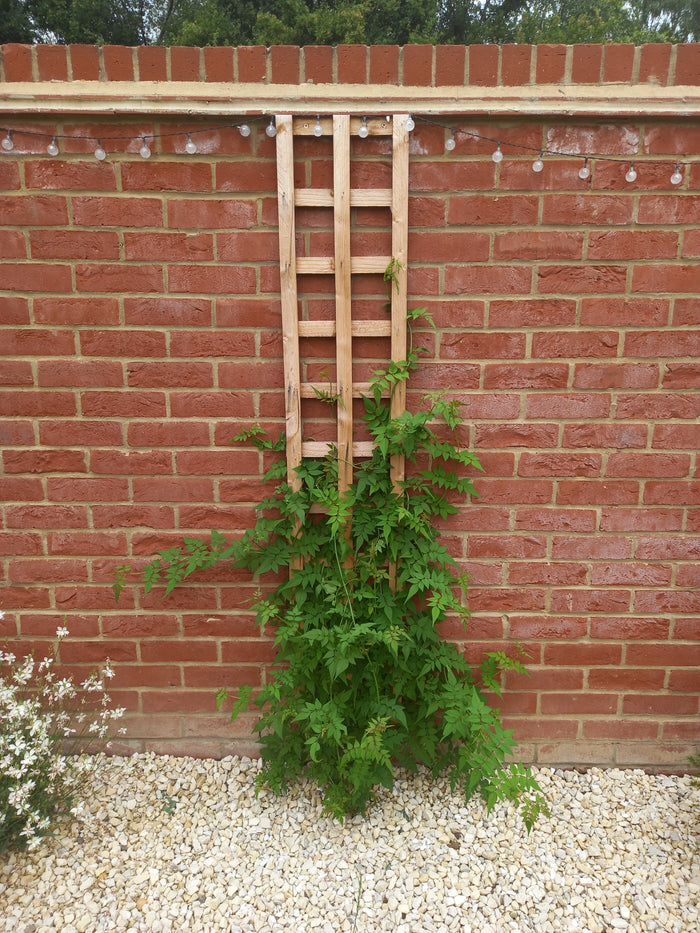 Rough Sawn Timber Trellis – Strong, Stylish & Built to Last 6" Gaps-Eclipse Fencing