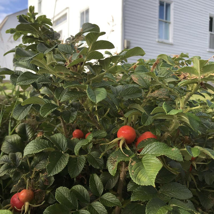 Shaker Herbal Teas: Rose Hips