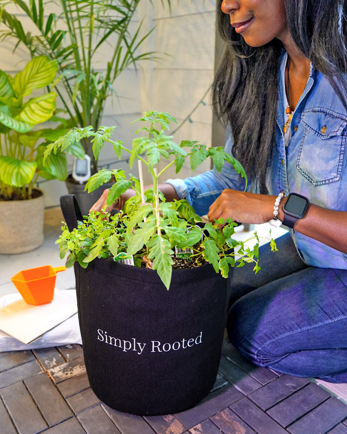 Tomato Garden Simply Rooted