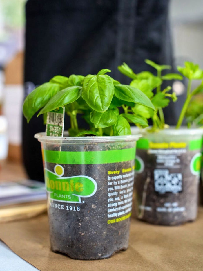 Simply Rooted Patio Garden Kit‎ with seasonal vegetable + herb plants