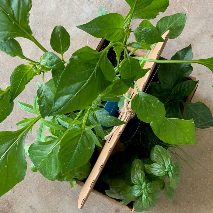 Some Like It Hot - Pepper Garden Kit