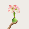 Spring Green Waxed Amaryllis Bulb‎ with pink + white blooms