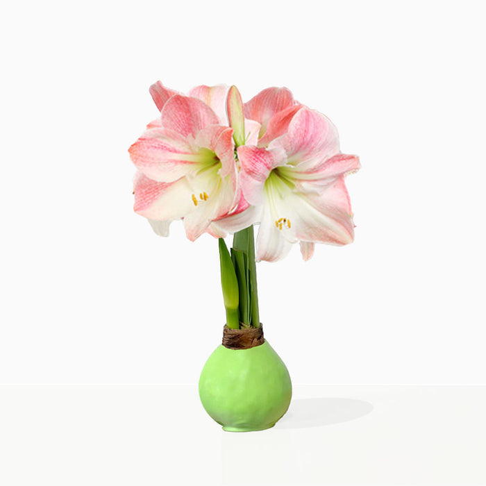 Spring Green Waxed Amaryllis Bulb‎ with pink + white blooms