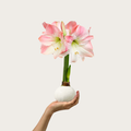 Spring Waxed Apple Blossom Amaryllis Bulb‎ with pink + white blooms