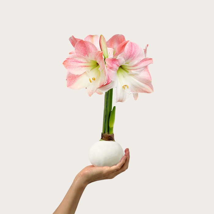Spring Waxed Apple Blossom Amaryllis Bulb‎ with pink + white blooms