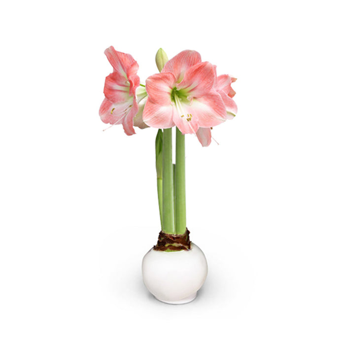Spring Waxed Apple Blossom Amaryllis Bulb‎ with pink + white blooms